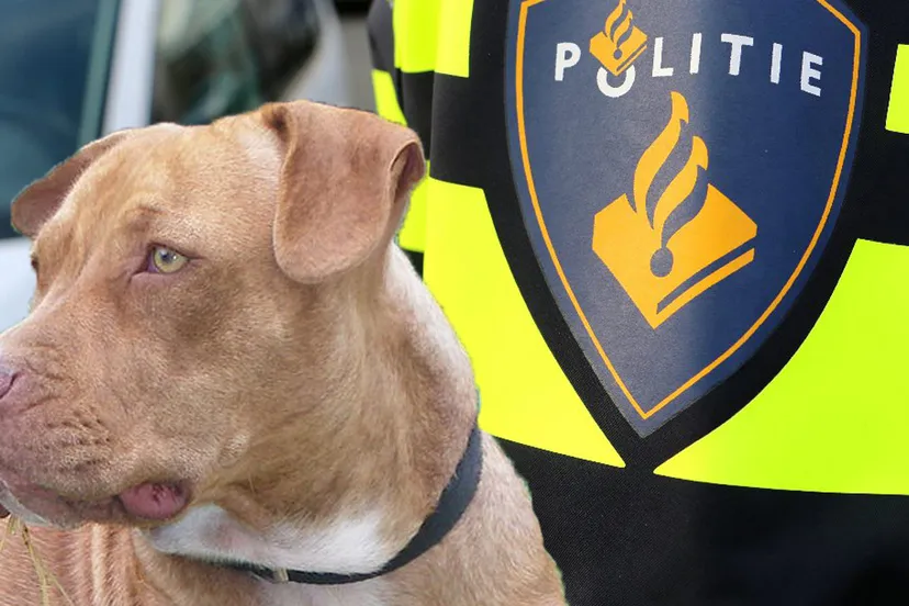 logo politie ijmond en hond
