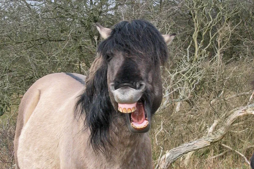 natuurmonumenten konikpaard np zuid kennemerland