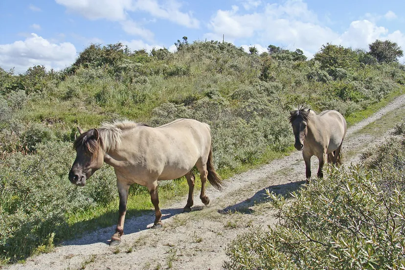 natuurmonumenten npzk konikpaarden 1