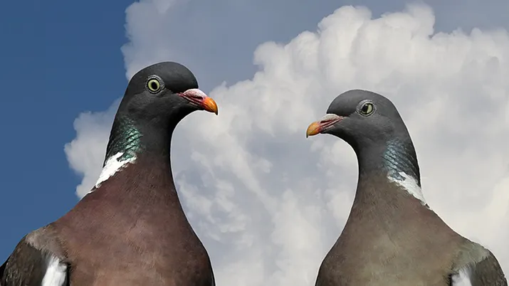 pigeons 1465406 960 720 pixabay