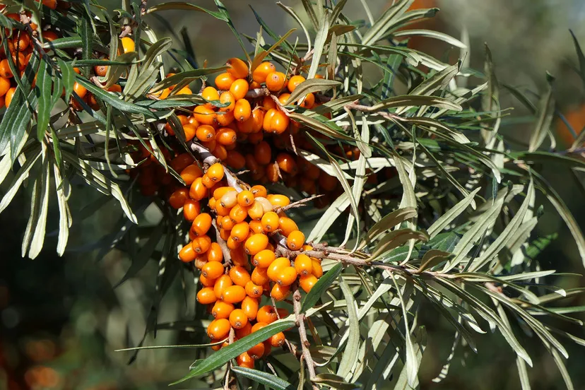 sea buckthorn 3701975 1920