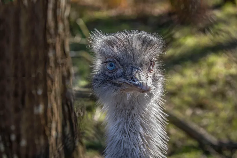 struisvogel a