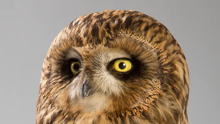 velduil pvm 2011 09 perbericht collectie en collectiestuk van de maand banner