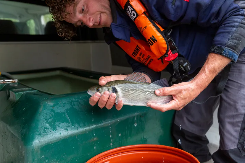 vissen tu wageningen 4695