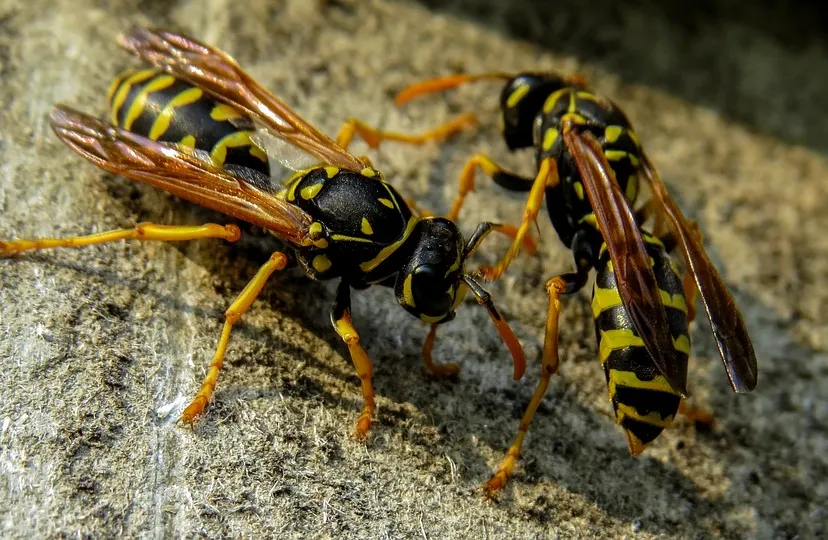 wasp 2300988 960 720