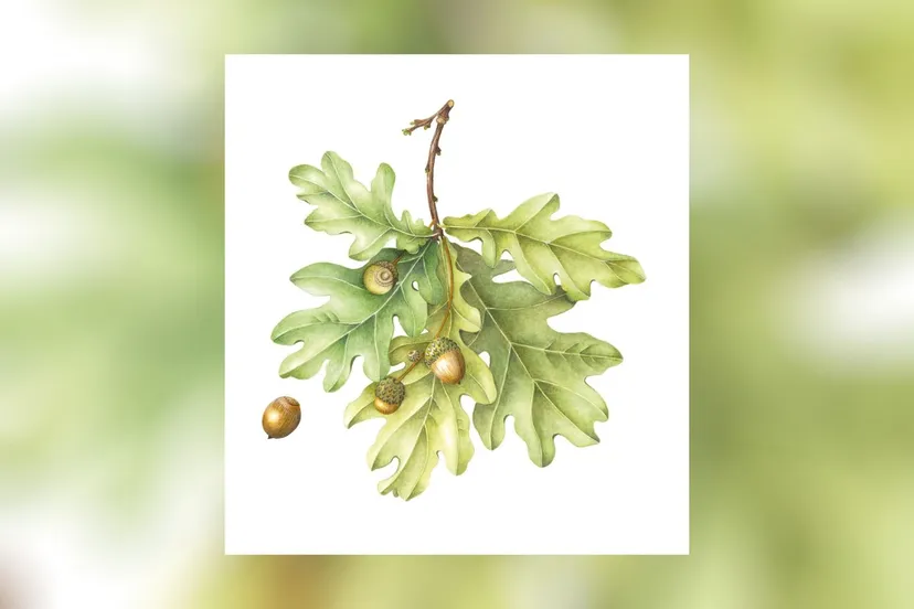 eikenblad janneke van laar kopieren achtergrond met inleg