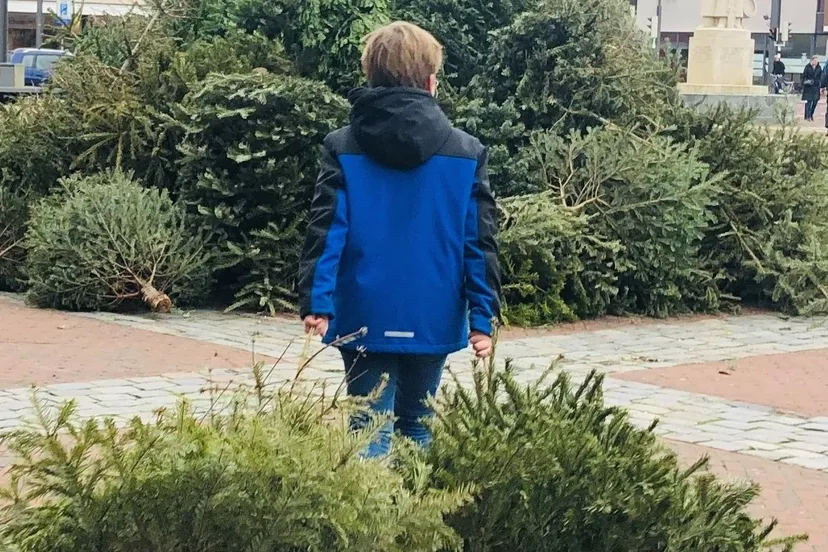 inzameling kerstbomen rechtenvrij 800px 1