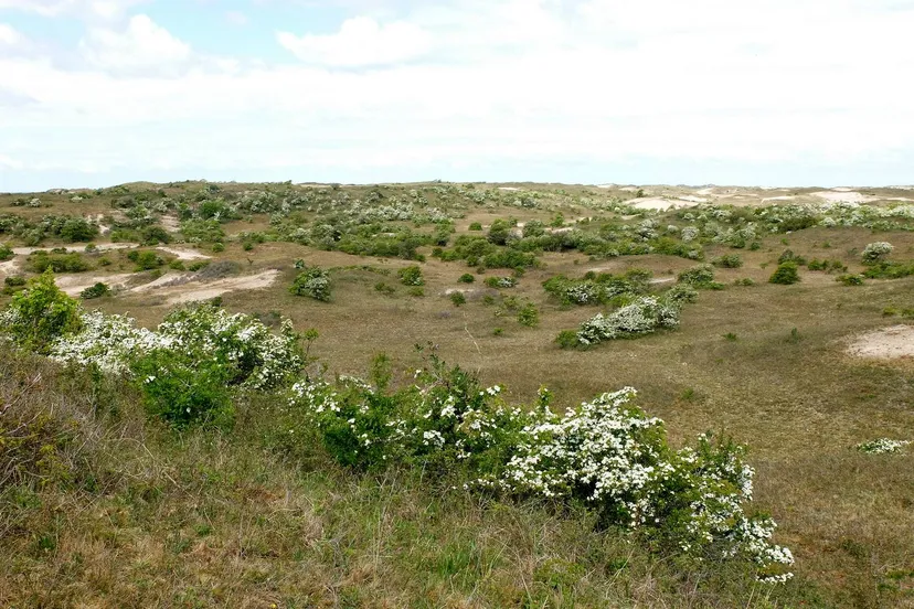 bloeiende meidoorns in de duinen bij egmond foto theo baas