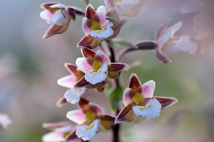 stengel met witte bloemen van een moeraswespenorchis epipactis palustris in een natte duinvallei in het noordhollands duinreservaat bij heemskerk door ronald van wijk 1jpg