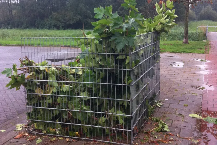 bladkorf e1536563261234