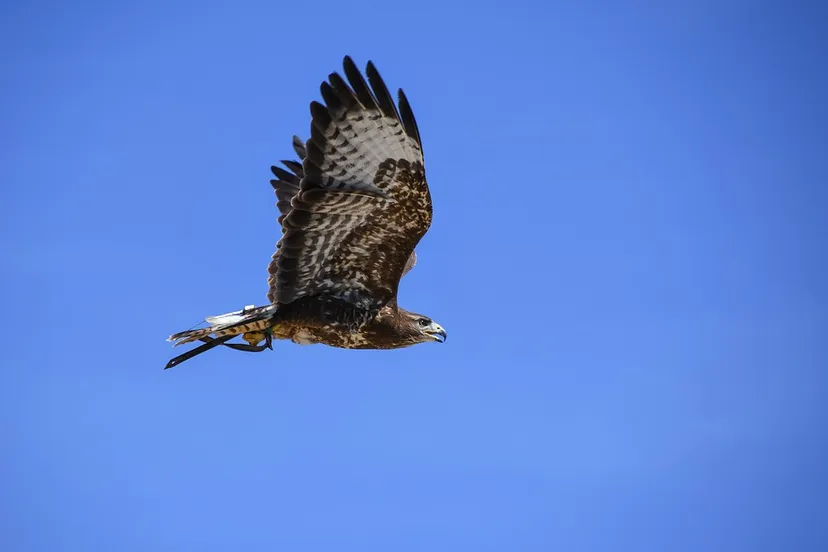 buzzard 2802815 960 720