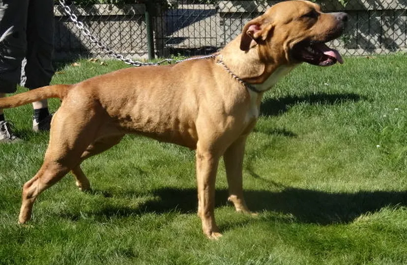 gedumptehond dierenpension helden