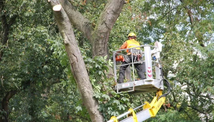 kgg03jrxqo5ezgt032aatxnni kastanjekap 16 9 715x408