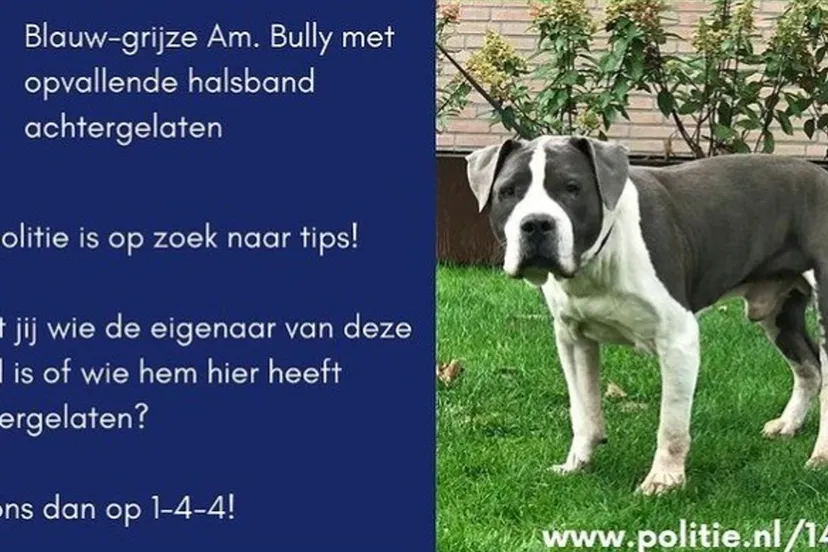 meldpunt 144hond