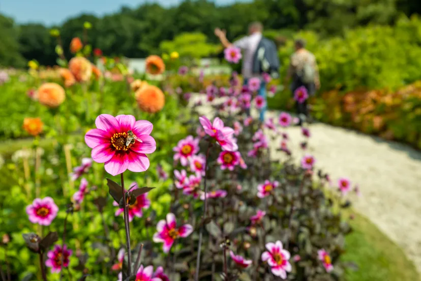 nieuwe tuin zorgt voor dronken bezoekers kasteeltuinen arcen scaled