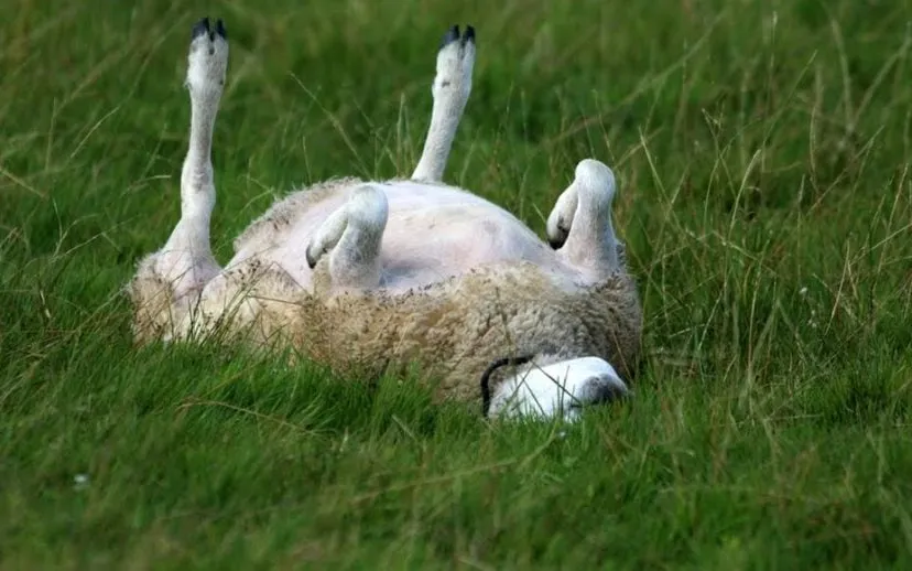 schaap op de rug 915x518 1