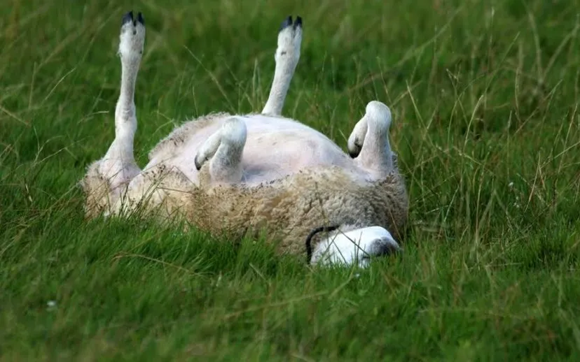 schaap op de rug 915x518 1