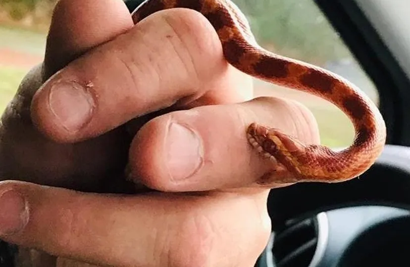 slangvenraybreed dierenbescherming