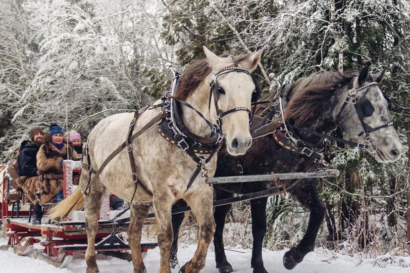 240225 mm winter kees