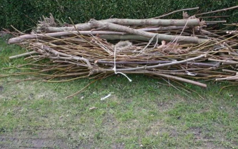 30653315 1893208700731961 4969695040315064320 n 715x408 915x518