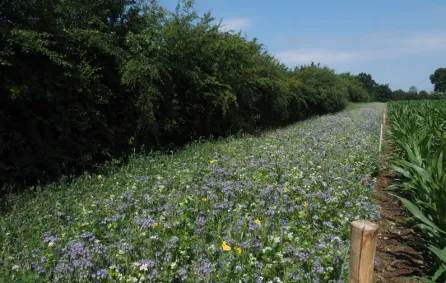 afbeelding stika regeling