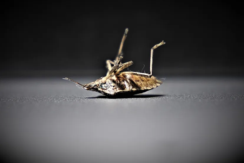 bedbugs 4332925 1280