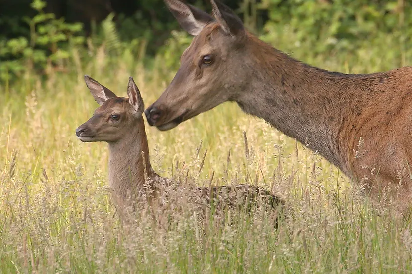 beeld uit de film hinde met kalf brabants landschap mark kapteijns
