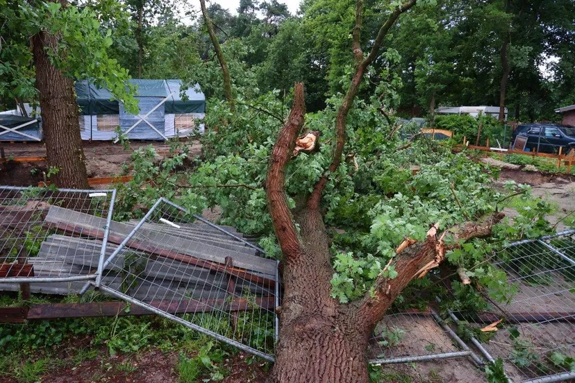 boom broeksteeg haaren 5