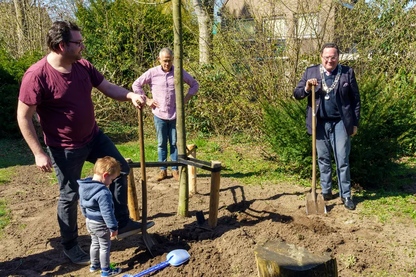 boomplant voor aevy 0011