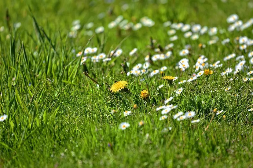 dandelion 3377649 960 720