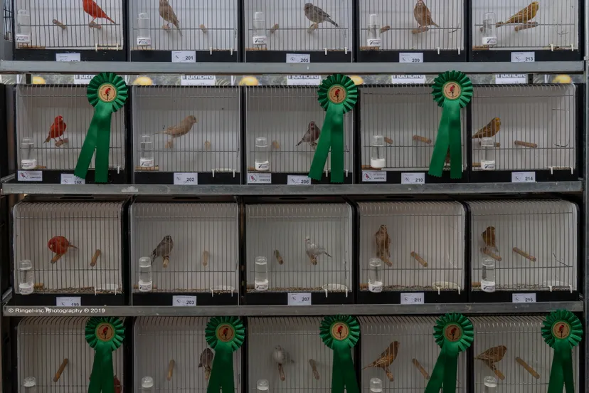 de goudvink 2019 0014