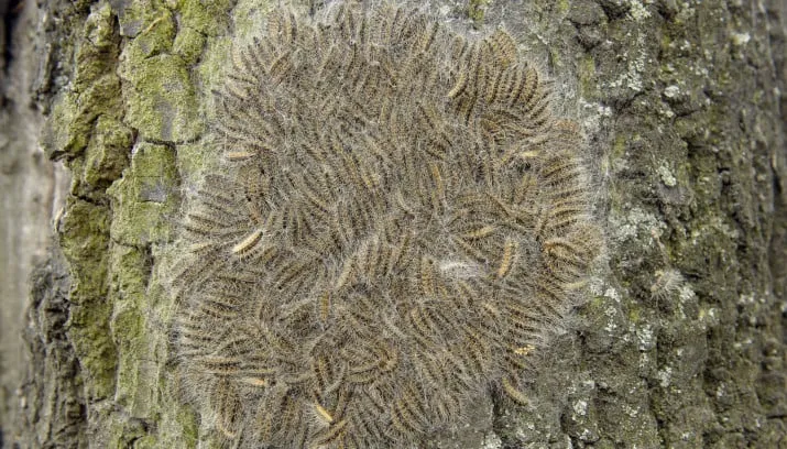 ds46rp36s09vr7hts9ueuhzwg ww140410rups1 715x408