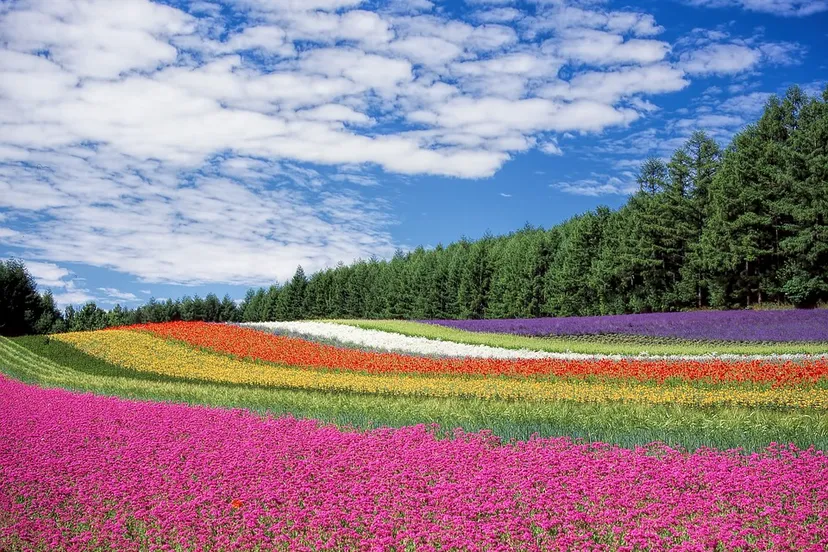 flower field 250016 960 720