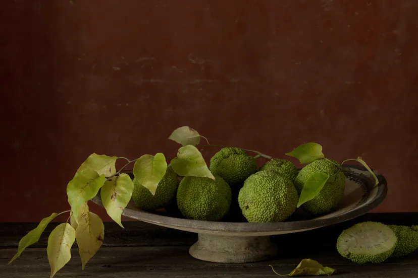 frank van driel total strangers tabula rasa italia 2018