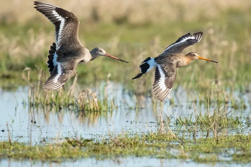 grutto de reis van onze nationale vogel st 4 jpg sd low