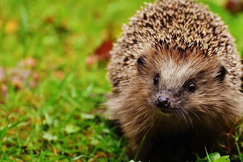 hedgehog 1759505 960 720