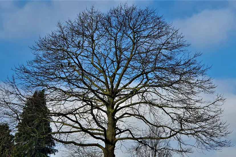 kastanjeboom baarzenstraat 002