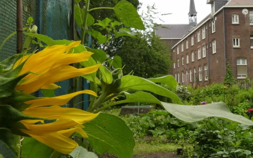 kloostertuin scaled 915x518 1 1