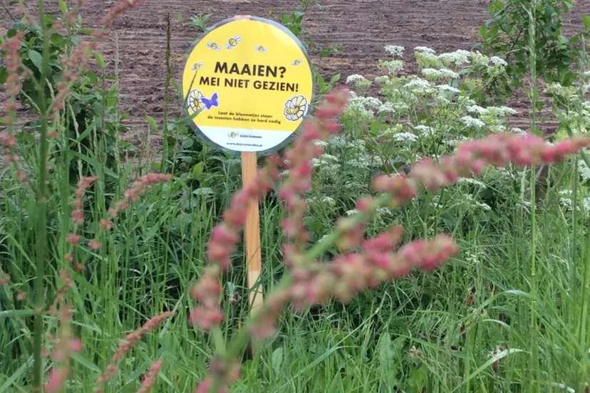 maaimeiniet 1024x765 1