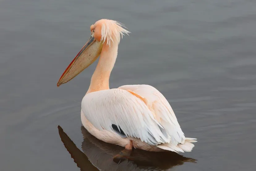 pelikaan cromvoirt 5