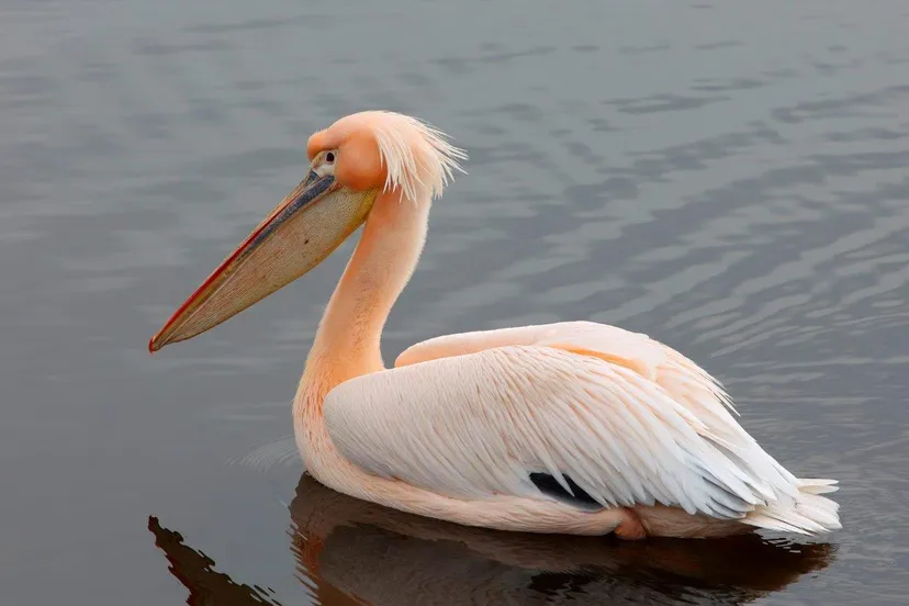 pelikaan cromvoirt 6