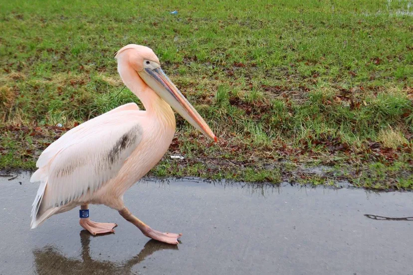pelikaan donderdag 2