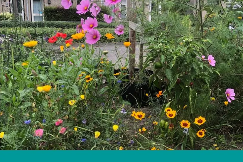 pluktuin dovenetel 1