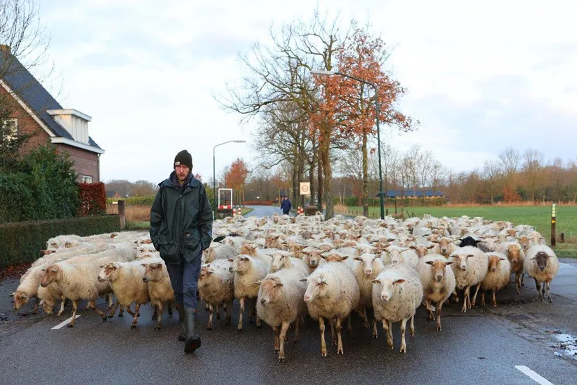 schapen helvoirt 3