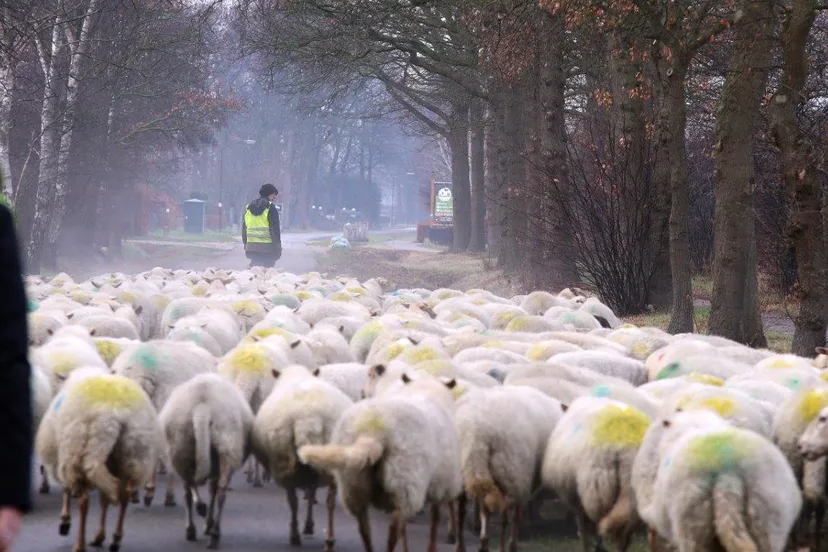 schapen helvoirt biezenmortel 3