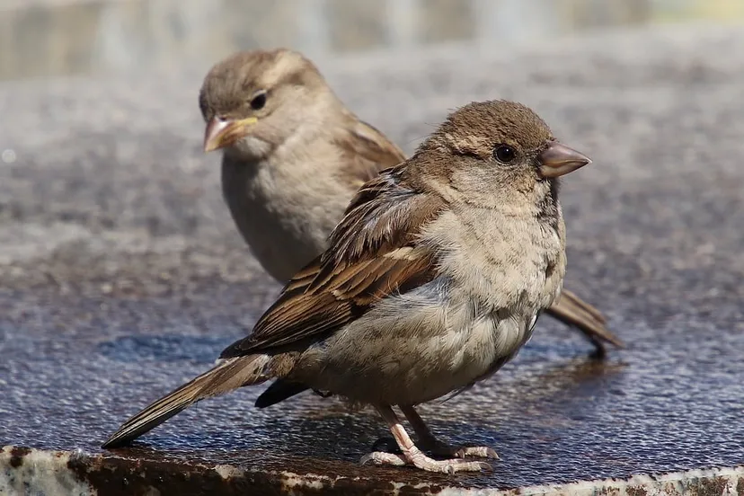 sparrows 3422216 960 720