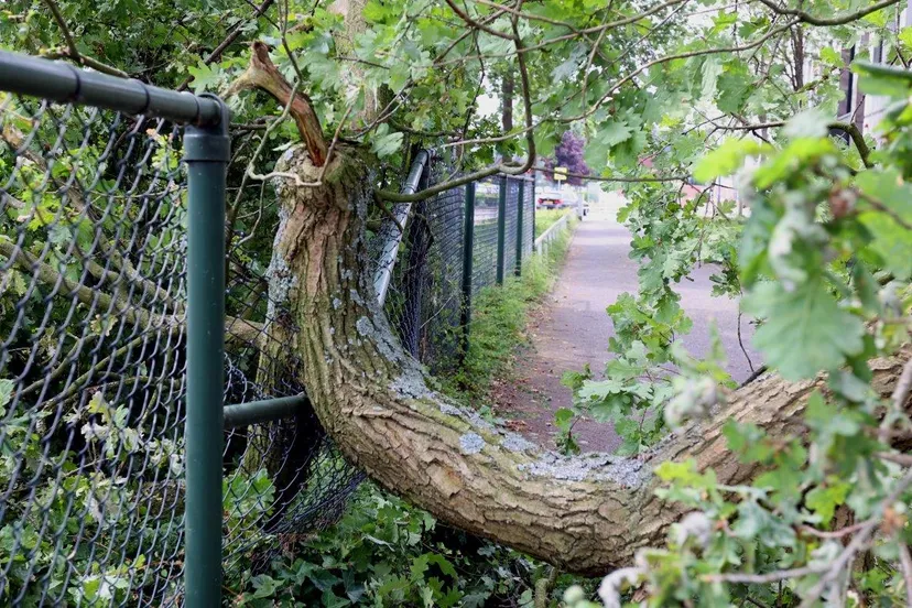 tak uit boom vught 3