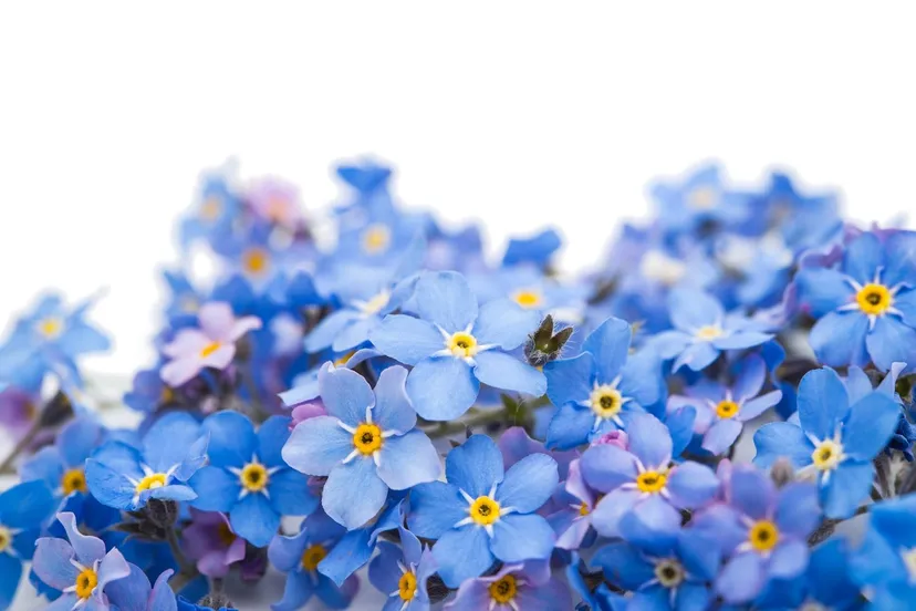 vergeetmenietjes 301478483 geheugenbibliotheek