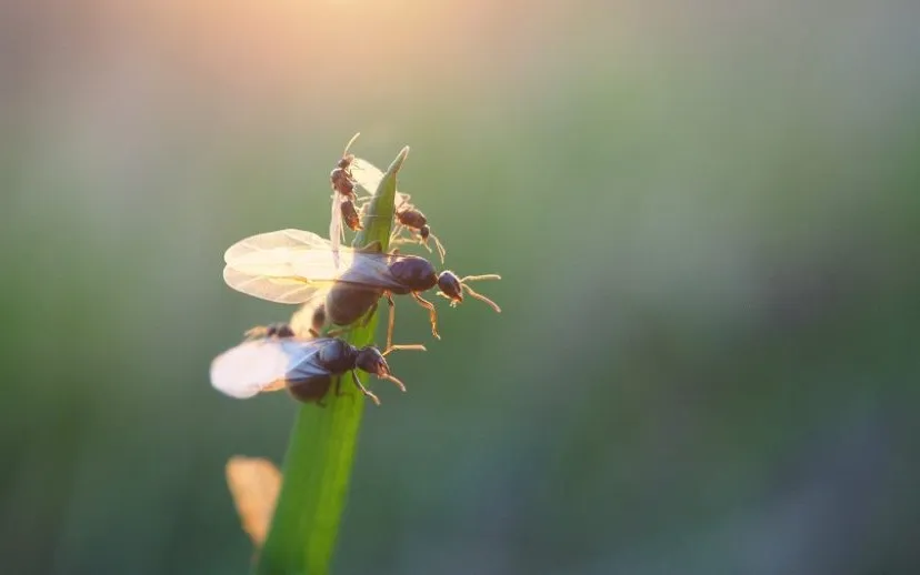 vliegende mieren 915x518