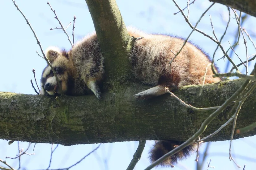 wasbeer in boom vught 3